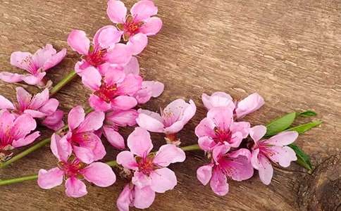 描寫桃花的作文400字(通用23篇)