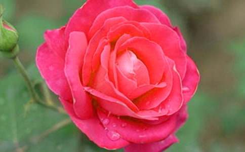 月季花三年級(jí)作文