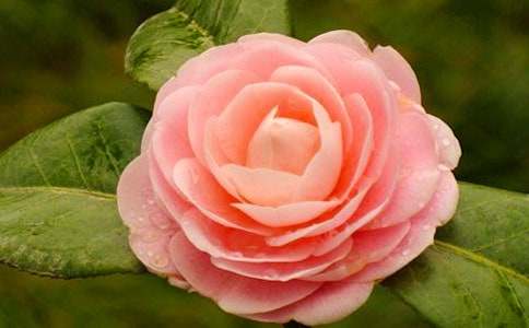 有關(guān)茶花三年級(jí)作文(通用18篇)