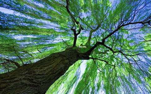 描寫柳樹的作文怎么寫