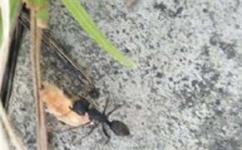 關(guān)于螞蟻童話(huà)作文(精選27篇)