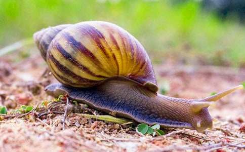 淘氣的小蝸牛作文優(yōu)選3篇