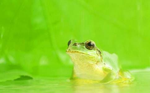 睡前童話故事:青蛙的池塘