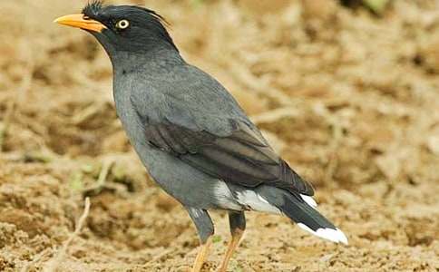 關于烏鴉口渴了作文（精選15篇）