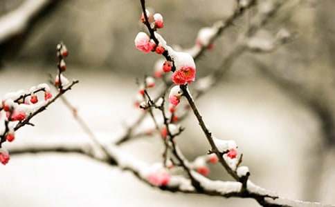 梅花二年級作文(通用23篇)