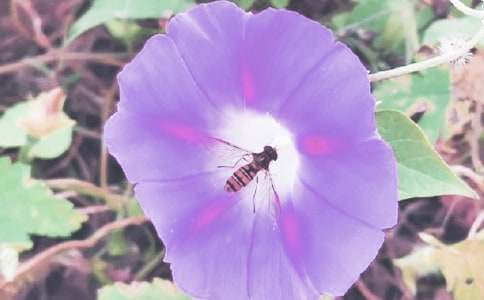 【精選】牽?；ㄈ昙?jí)作文28篇