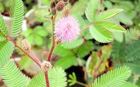 我愛含羞草作文（通用26篇）