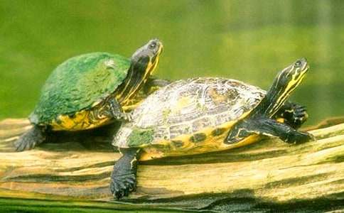 伊索寓言故事及寓意:烏龜和老鷹