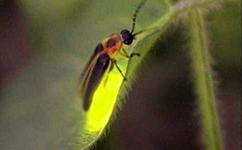 描寫(xiě)螢火蟲(chóng)的作文