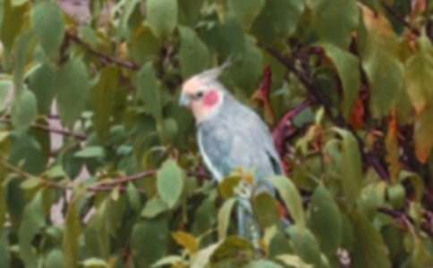 描寫鸚鵡的作文