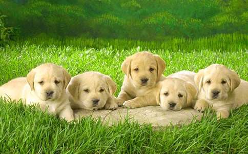 小狗的作文300字(通用58篇)