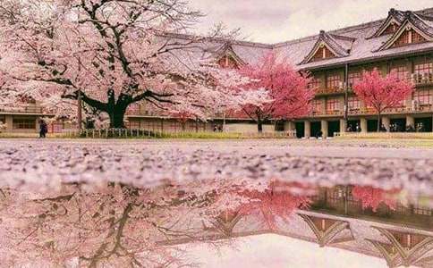 (優(yōu))描寫櫻花的散文12篇