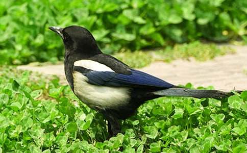 小喜鵲學(xué)本領(lǐng)四年級(jí)作文(精選19篇)