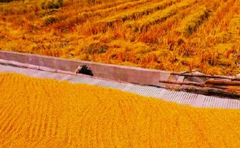 關(guān)于秋收作文600字(通用51篇)