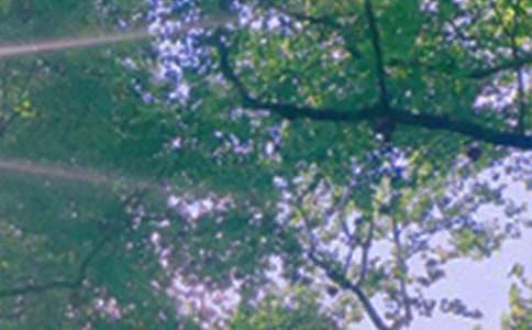 關(guān)于唯美午安寄語(yǔ)（精選30句）