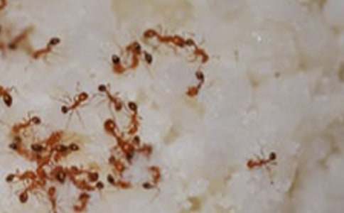 螞蟻避雨看圖寫話作文(通用19篇)