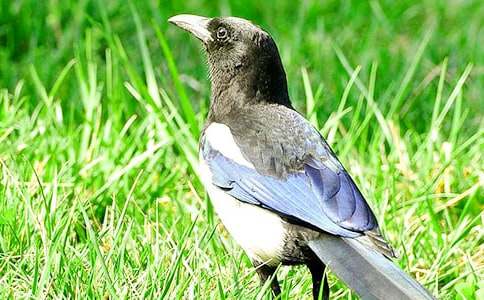 喜鵲作文400字(通用15篇)