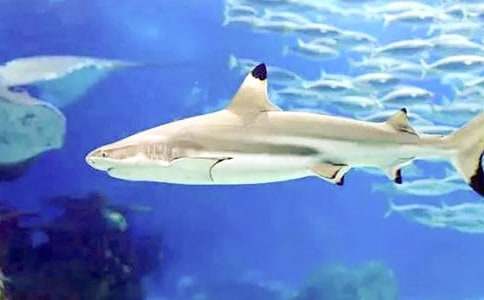 關(guān)于鯊魚作文400字(精選20篇)