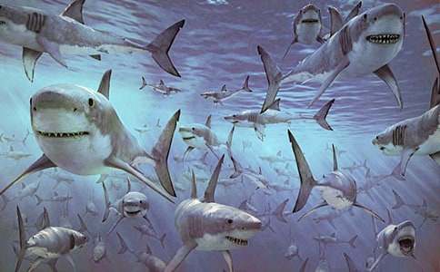 【精品】保護(hù)鯊魚(yú)作文29篇