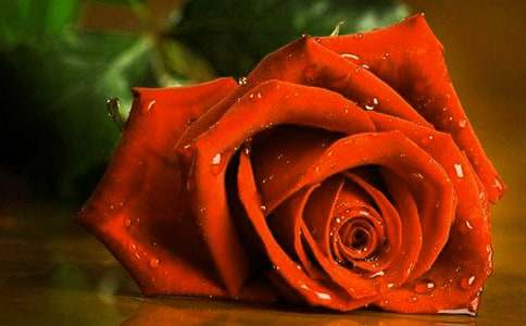 關(guān)于玫瑰花的高中作文23篇