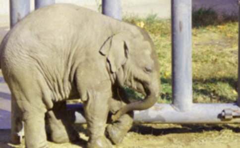 關于大象聘貓的寓言故事