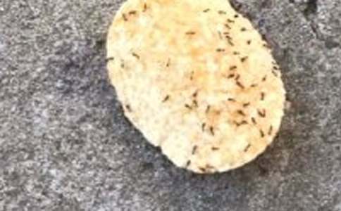 三年級(jí)作文：螞蟻捕食（精選6篇）