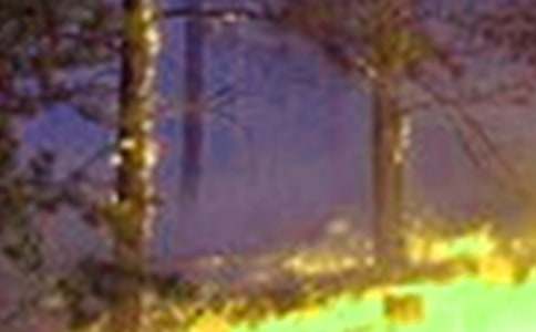 森林火災(zāi)工作匯報(bào)