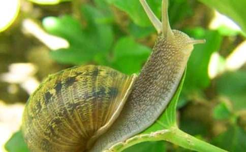 蝸牛的自述作文(精選21篇)