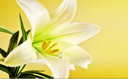 美麗的百合花作文500字(通用19篇)