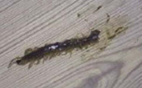 神奇的蜈蚣作文500字(通用30篇)