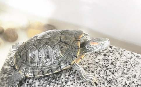 【推薦】小烏龜二年級作文23篇