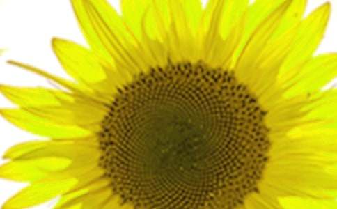 小學(xué)生作文向日葵(匯總15篇)