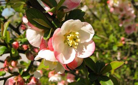 《大魚海棠》觀后感(精選23篇)