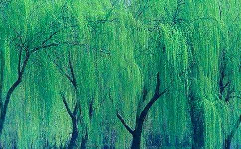 實用的柳樹二年級作文22篇