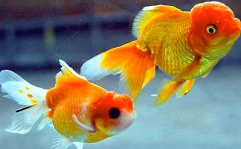 小金魚歷險(xiǎn)記童話作文(精選16篇)