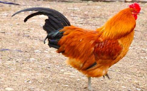 驕傲的大公雞小學(xué)作文(精選33篇)