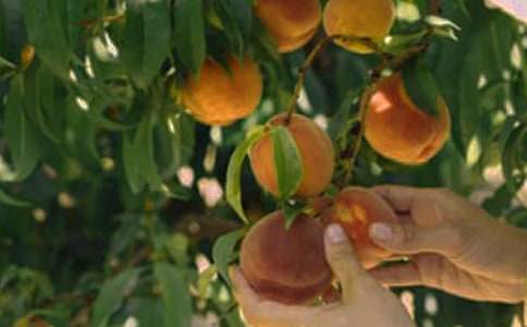 描寫(xiě)果園的好句(精選300句)