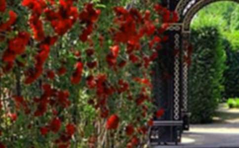 三年級寫景作文:小花園真美(通用38篇)