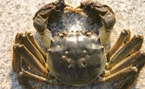 海邊捉螃蟹五年級(jí)優(yōu)秀作文(通用22篇)