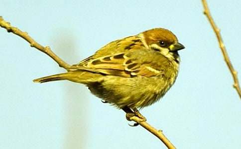 麻雀的作文700字(精選18篇)