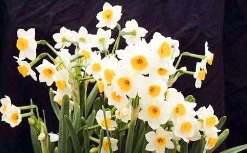 水仙花三年級作文