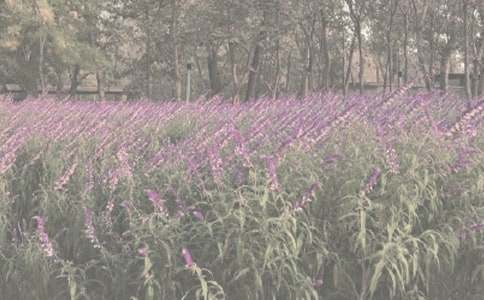 春游植物園三年級作文(通用20篇)