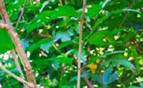 流行唯美早安寄語(通用115句)