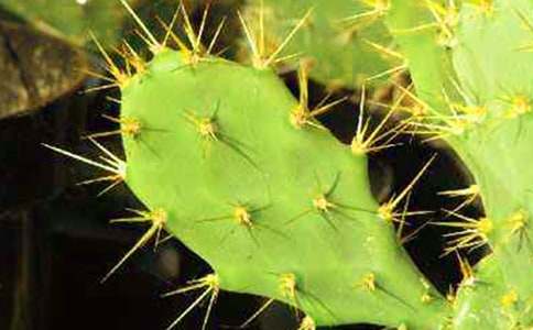 描寫(xiě)仙人掌記敘文(精選20篇)