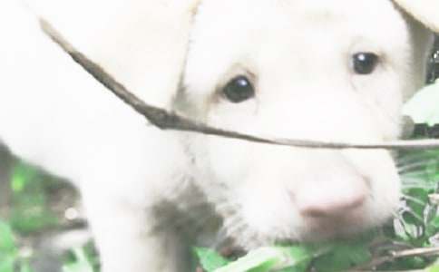 關(guān)于小學(xué)二年級小狗的作文(通用63篇)