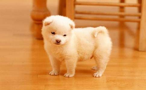 我的心愛之物小狗五年級作文400字(精選71篇)