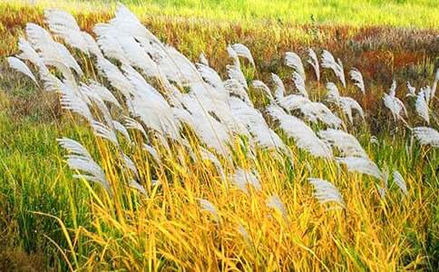 夏天的蘆葦作文(通用67篇)