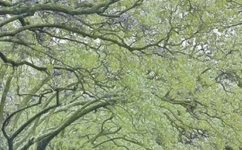 春風拂面來初中作文800字(通用20篇)