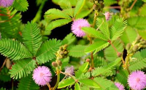 關(guān)于含羞草的作文500字（精選32篇）