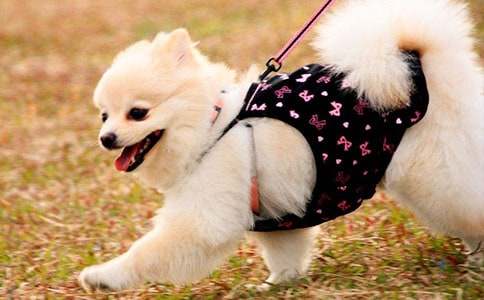 小狗黑旋風(fēng)四年級(jí)作文（精選19篇）